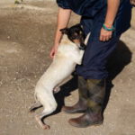 Bodeguero Johnny, 01/2018, ca. 39 cm