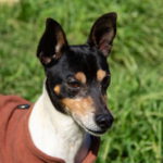 Bodeguero Johnny, 01/2018, ca. 39 cm