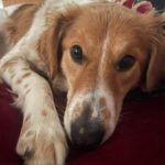 Mischling Katinka, 09/2021, ca. 50 cm, 44803 Bochum