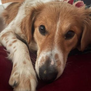 Mischling Katinka, 09/2021, ca. 50 cm, 44803 Bochum