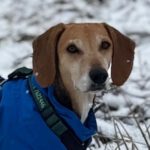 Sabueso Español Mischling Kira, 08/2020, ca. 48 cm, 24558 Henstedt Ulzburg