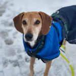 Sabueso Español Mischling Kira, 08/2020, ca. 48 cm, 24558 Henstedt Ulzburg