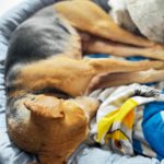 Sabueso Español Mischling Kira, 08/2020, ca. 48 cm, 24558 Henstedt Ulzburg