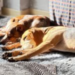 Sabueso Español Mischling Kira, 08/2020, ca. 48 cm, 24558 Henstedt Ulzburg