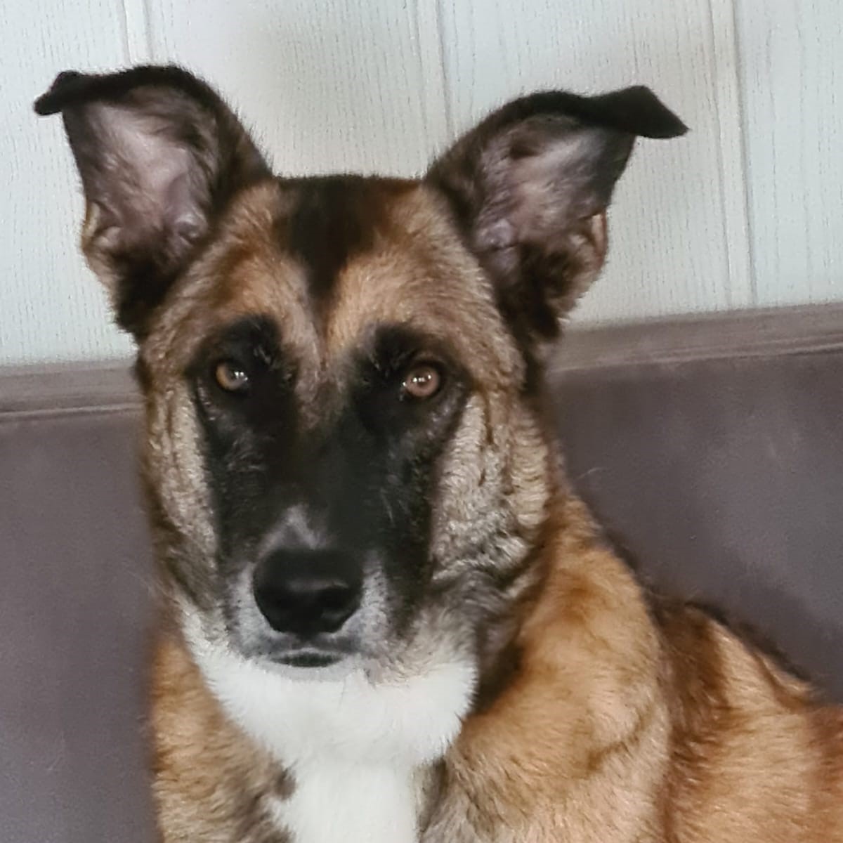 Malinois Mastin Mischling Kiro, 12/2021, ca. 60 cm, 14770 Brandenburg an der Havel