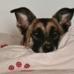 Malinois Mastin Mischling Kiro, 12/2021, ca. 60 cm, 14770 Brandenburg an der Havel