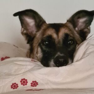 Malinois Mastin Mischling Kiro, 12/2021, ca. 60 cm, 14770 Brandenburg an der Havel