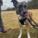 Malinois Mastin Mischling Kiro, 12/2021, ca. 60 cm, 14770 Brandenburg an der Havel