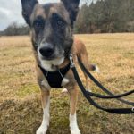 Malinois Mastin Mischling Kiro, 12/2021, ca. 60 cm, 14770 Brandenburg an der Havel