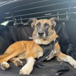 Malinois Mastin Mischling Kiro, 12/2021, ca. 60 cm, 14770 Brandenburg an der Havel