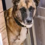 Malinois Mastin Mischling Kiro, 12/2021, ca. 60 cm, 14770 Brandenburg an der Havel