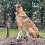 Malinois Mastin Mischling Kiro, 12/2021, ca. 60 cm, 14770 Brandenburg an der Havel