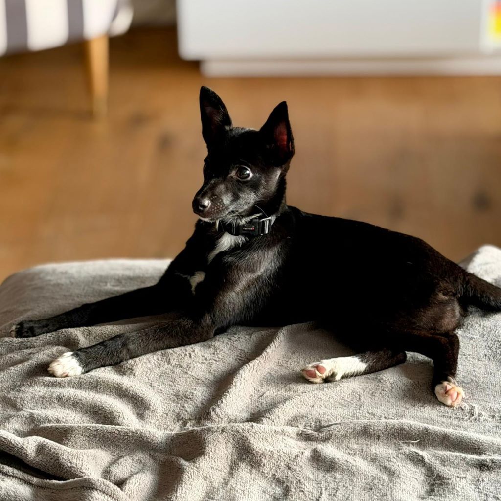 Mischling Klassina, 10/2025, Endgröße ca. 40 cm, 61381 Friedrichsdorf