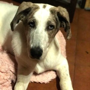 Mastin Mischling Konan, 08/2025, Endgröße ca. 60- 65 cm