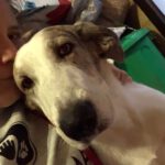 Mastin Mischling Konan, 08/2025, Endgröße ca. 60- 65 cm