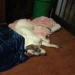 Mastin Mischling Konan, 08/2025, Endgröße ca. 60- 65 cm