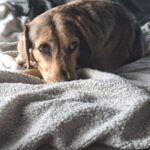 Mischling Lala, 05/2019, ca. 50 cm,53229 Bonn