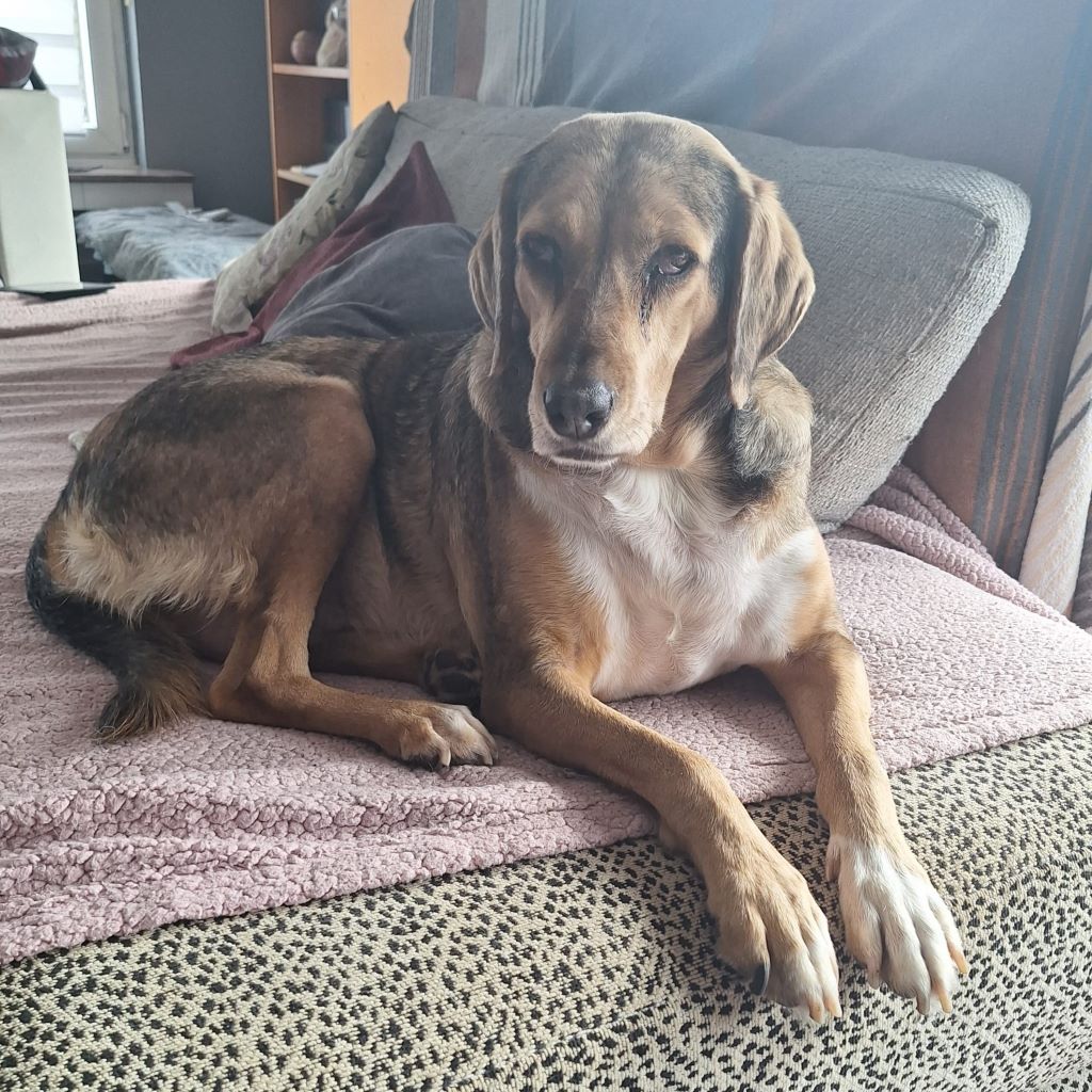 Mischling Lala, 05/2019, ca. 50 cm,53229 Bonn