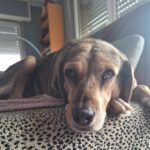 Mischling Lala, 05/2019, ca. 50 cm,53229 Bonn