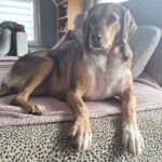 Mischling Lala, 05/2019, ca. 50 cm,53229 Bonn