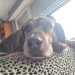 Mischling Lala, 05/2019, ca. 50 cm,53229 Bonn