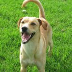 Mischling Lanzarote, 08/2024, ca. 55 cm