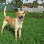 Mischling Lanzarote, 08/2024, ca. 55 cm