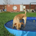 Mischling Lanzarote, 08/2024, ca. 55 cm