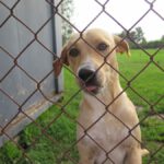 Mischling Lanzarote, 08/2024, ca. 55 cm