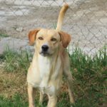 Mischling Lanzarote, 08/2024, ca. 55 cm