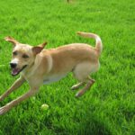 Mischling Lanzarote, 08/2024, ca. 55 cm