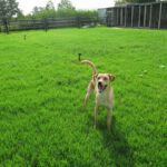 Mischling Lanzarote, 08/2024, ca. 55 cm