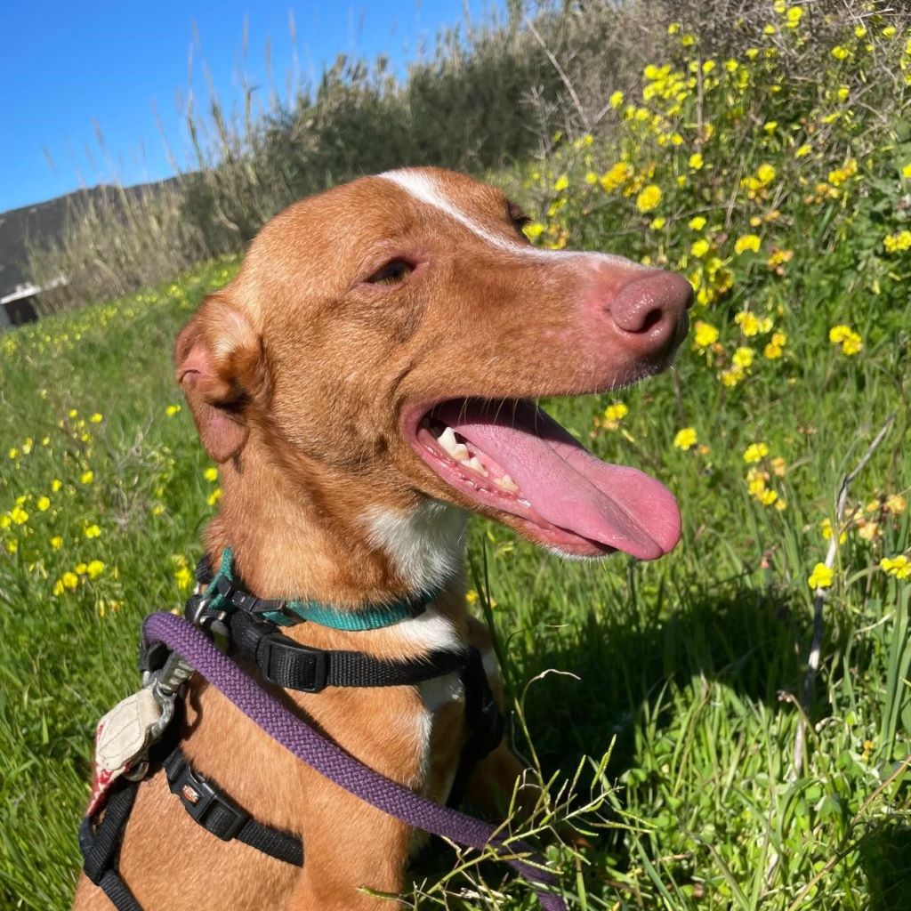 Podenco Lara, 01/2025, ca. 40 cm