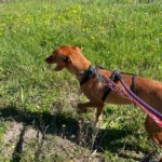 Podenco Lara, 01/2025, ca. 40 cm