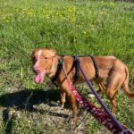 Podenco Lara, 01/2025, ca. 40 cm