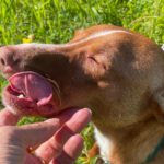 Podenco Lara, 01/2025, ca. 40 cm