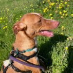 Podenco Lara, 01/2025, ca. 40 cm