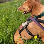 Podenco Lara, 01/2025, ca. 40 cm