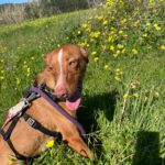 Podenco Lara, 01/2025, ca. 40 cm