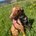 Podenco Lara, 01/2025, ca. 40 cm