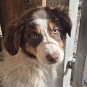 Mischling Lola, 11/2025, Endgröße ca. 43 cm