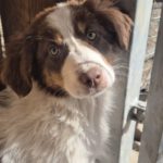 Mischling Lola, 11/2025, Endgröße ca. 43 cm