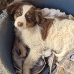 Mischling Lola, 11/2025, Endgröße ca. 43 cm