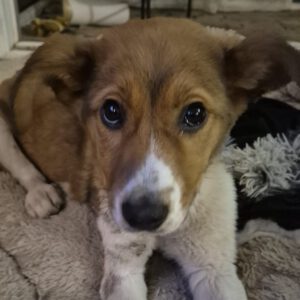 Mischling Luca, 10/2025, Endgröße ca. 53 cm