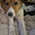 Mischling Luca, 10/2025, Endgröße ca. 53 cm