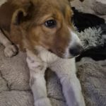 Mischling Luca, 10/2025, Endgröße ca. 53 cm