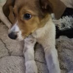 Mischling Luca, 10/2025, Endgröße ca. 53 cm