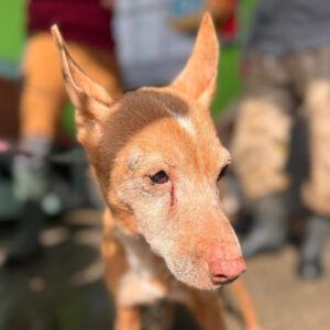 Podenco Lucera, 10/2010, ca. 40 cm