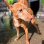 Podenco Lucera, 10/2010, ca. 40 cm