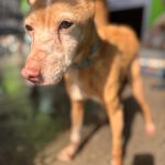 Podenco Lucera, 10/2010, ca. 40 cm